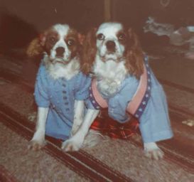 cindy & perro 1987